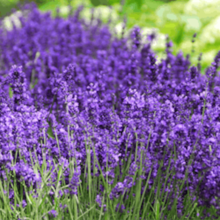 Dwarf Lavender - 1L Pots | 4 for £15