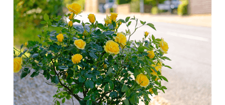 Patio Standard Roses | Now £49.99