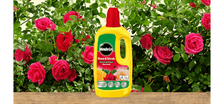 Miracle Gro Liquid Rose Feed | 2 for £8