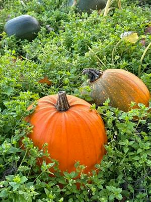Cherry Hill Pumpkin Patch