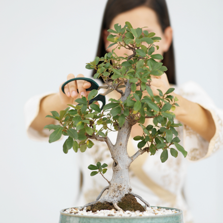 Styling Your Bonsai with Garden Centre Plants